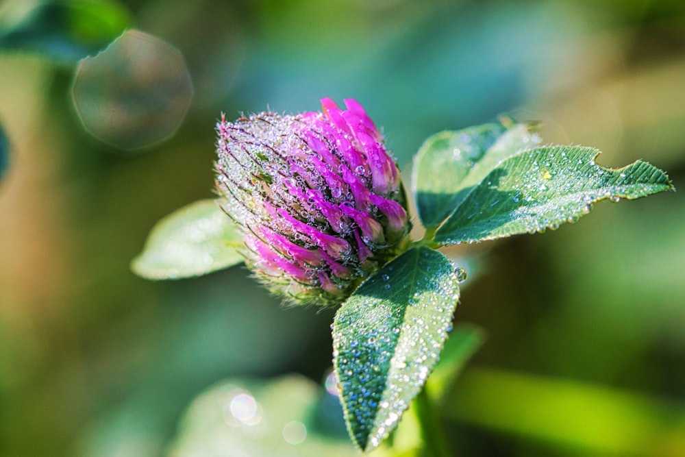 una flor rosa con gotas de agua