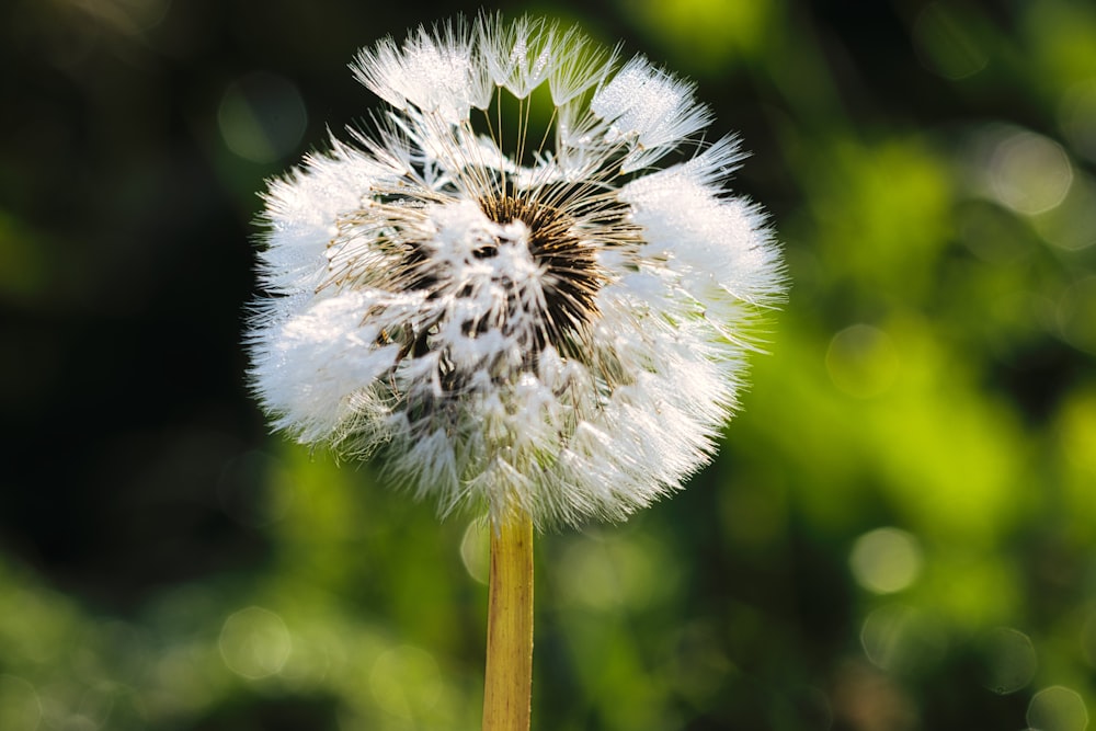 a close up of a dandelion with a blurry background