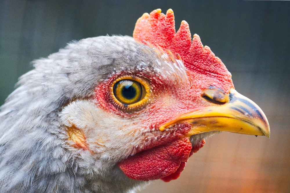 a close up of a rooster's face with a blurry background