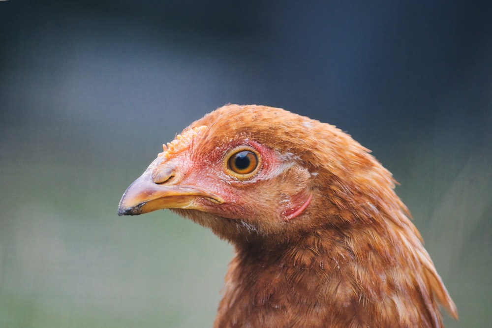 a close up of a chicken with a blurry background