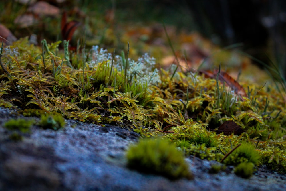 a close up of moss growing on a rock