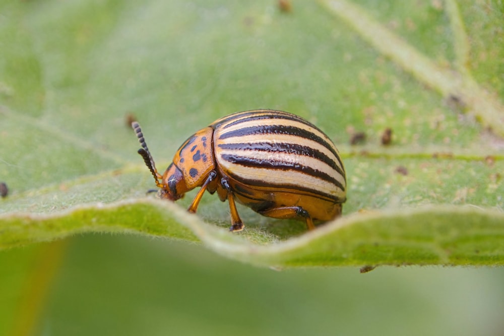 a striped bug sitting on top of a green leaf