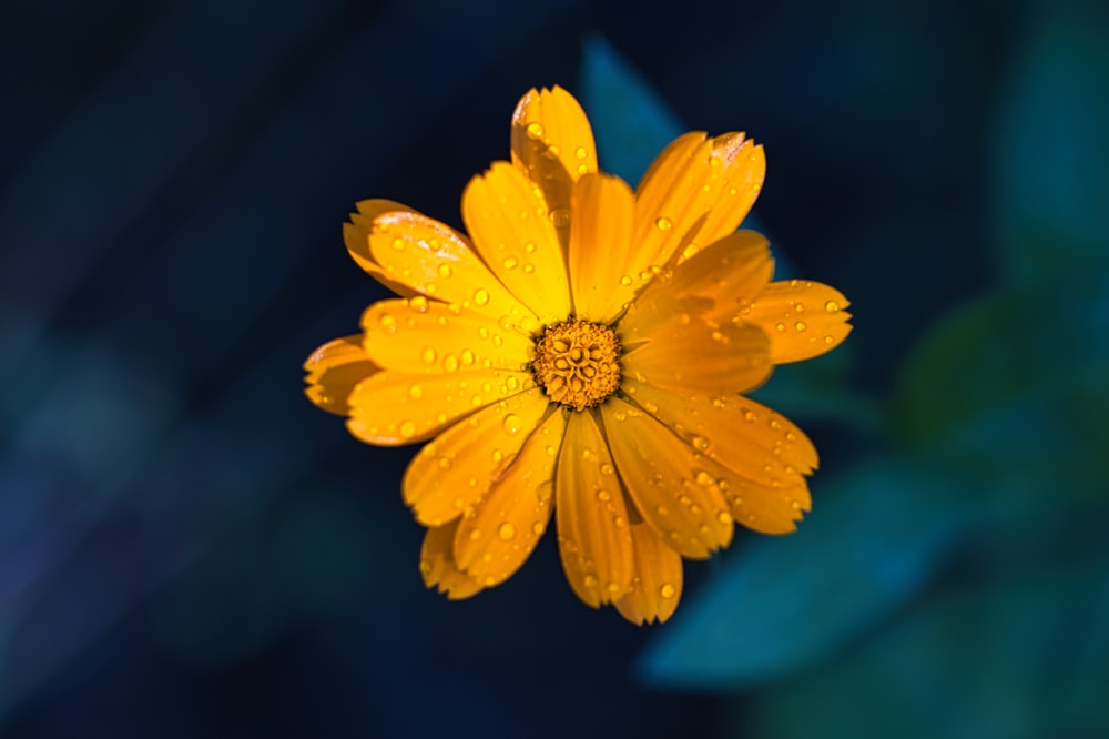 a yellow flower with water droplets on it