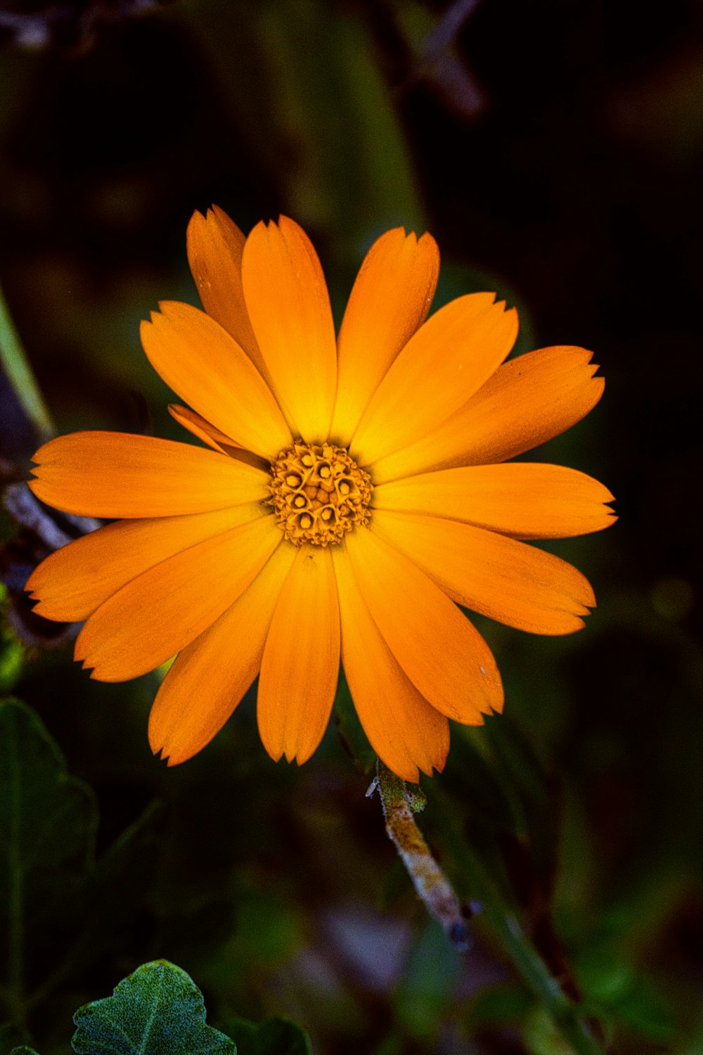a bright orange flower with green leaves around it