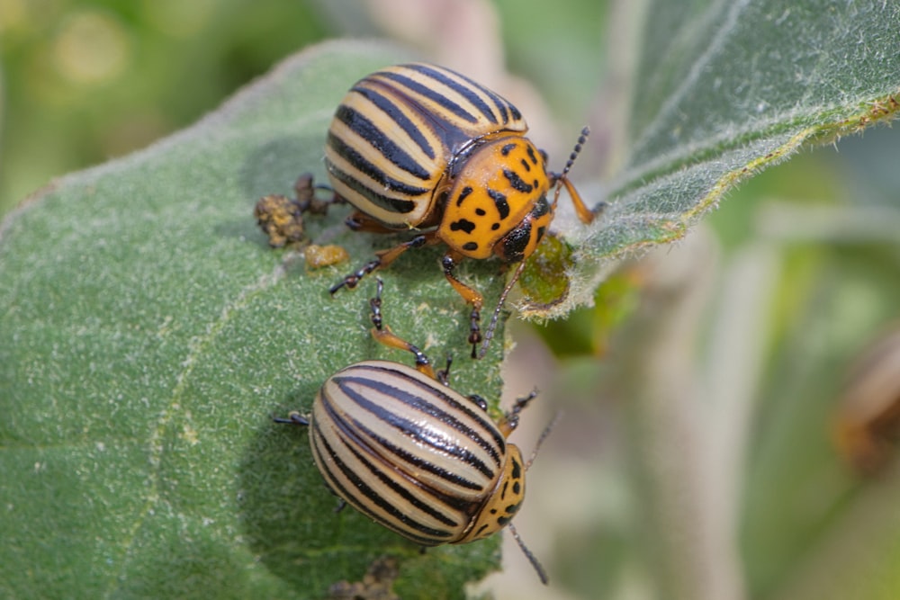 a couple of bugs sitting on top of a green leaf