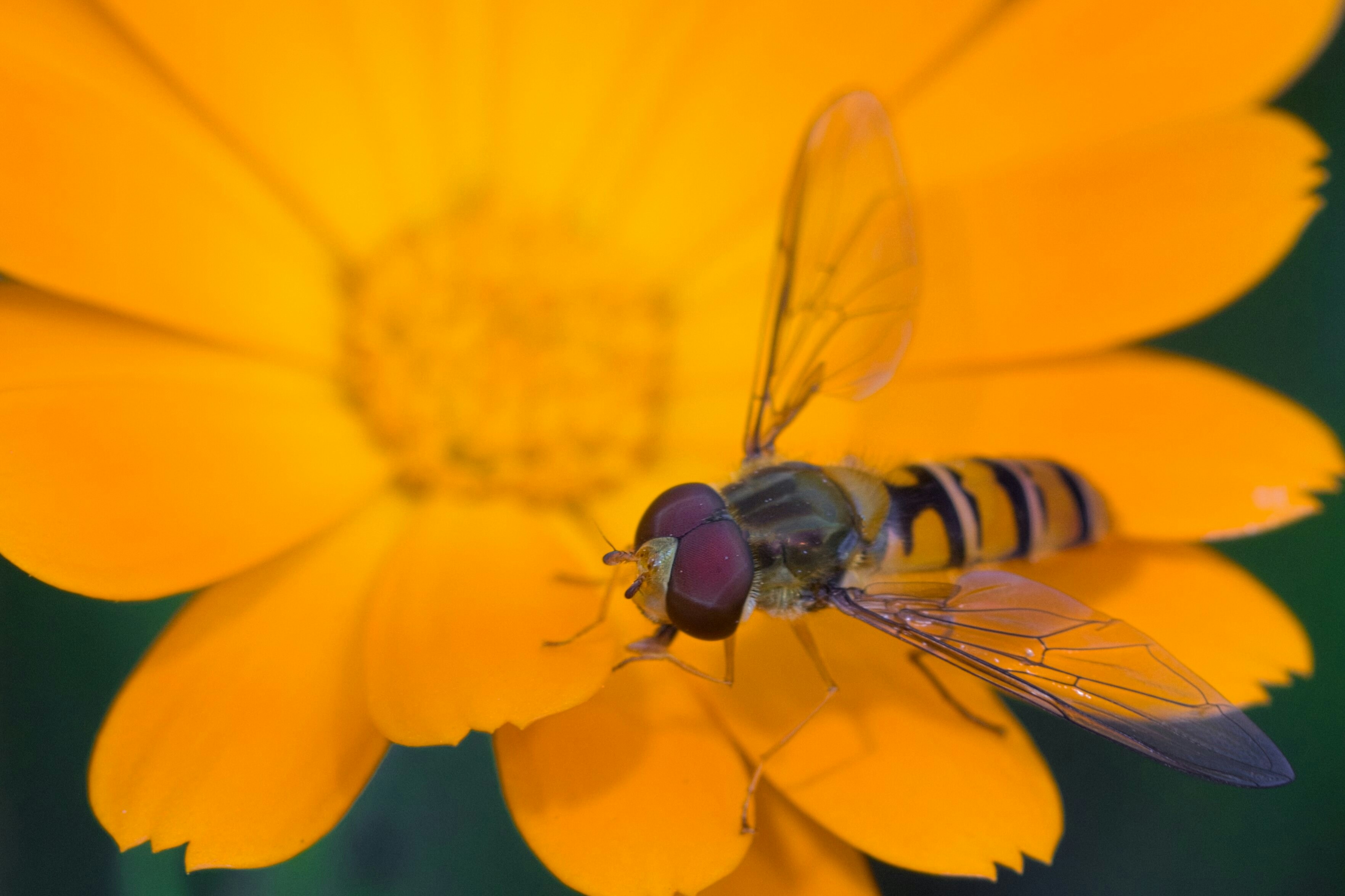 A fly sitting on top of a yellow flower photo – Free Flower Image on ...
