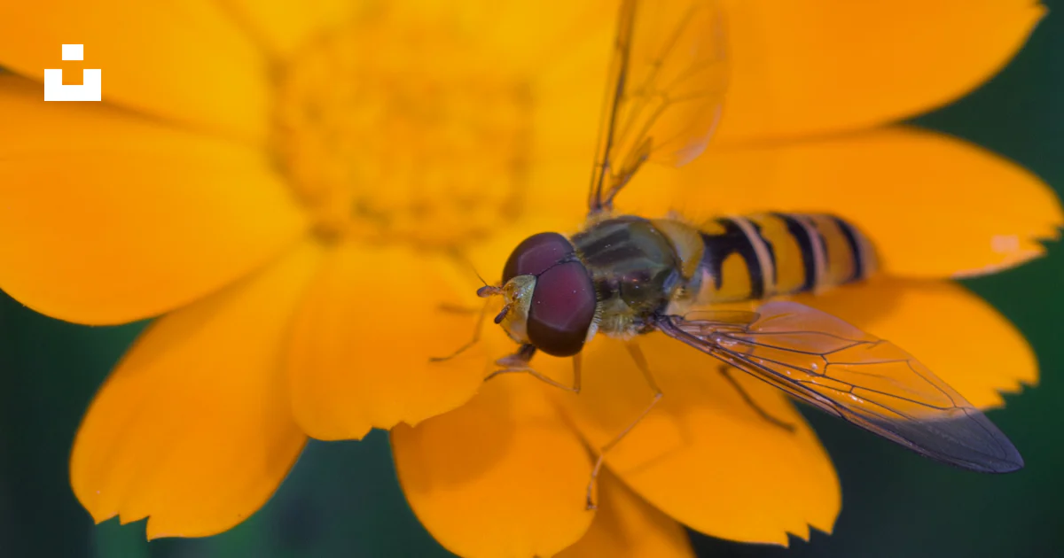 A fly sitting on top of a yellow flower photo – Free Flower Image on ...