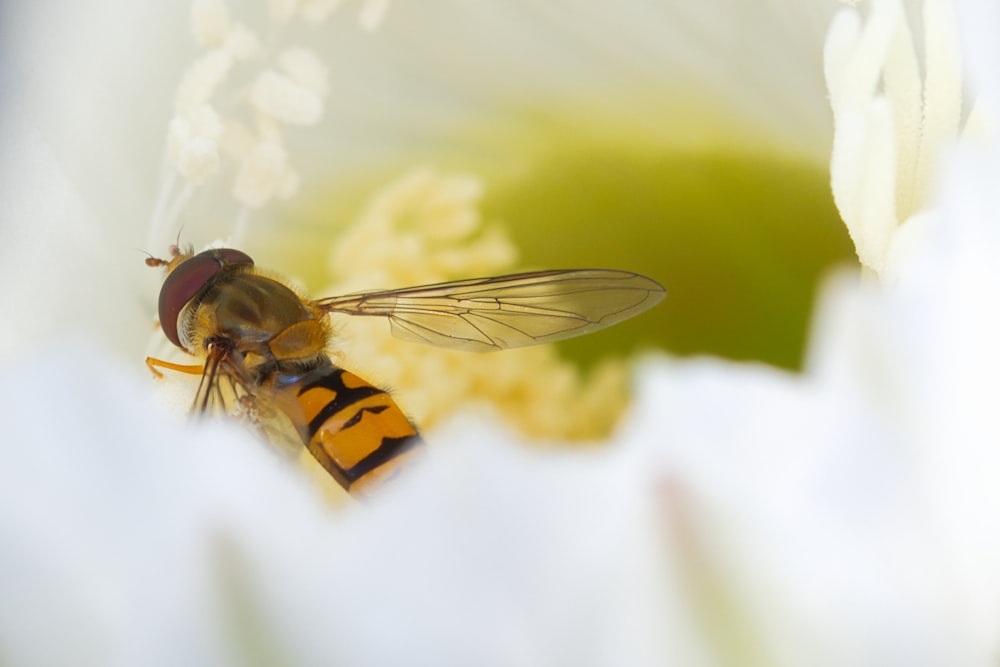 a close up of a fly on a flower