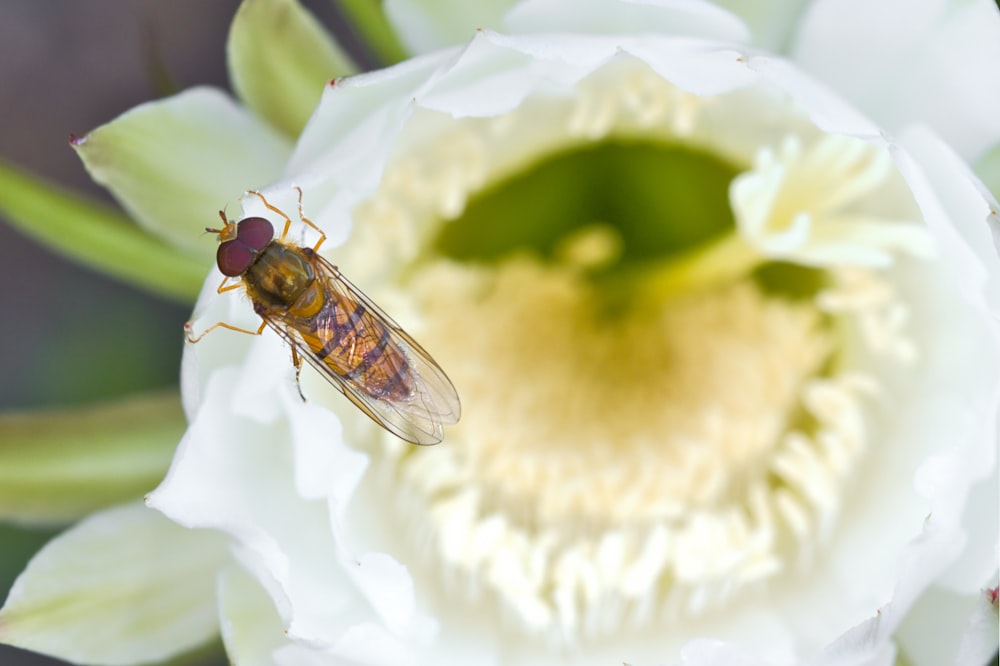 uma mosca sentada em cima de uma flor branca