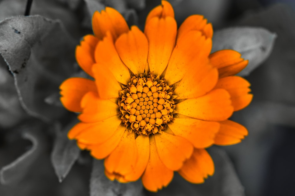 a close up of a yellow flower on a black and white background