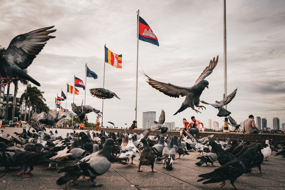 a flock of birds standing on top of a cement ground