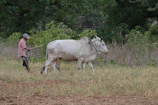 Farmer gently feeding the oxen with natural, controlled diet ingredients.