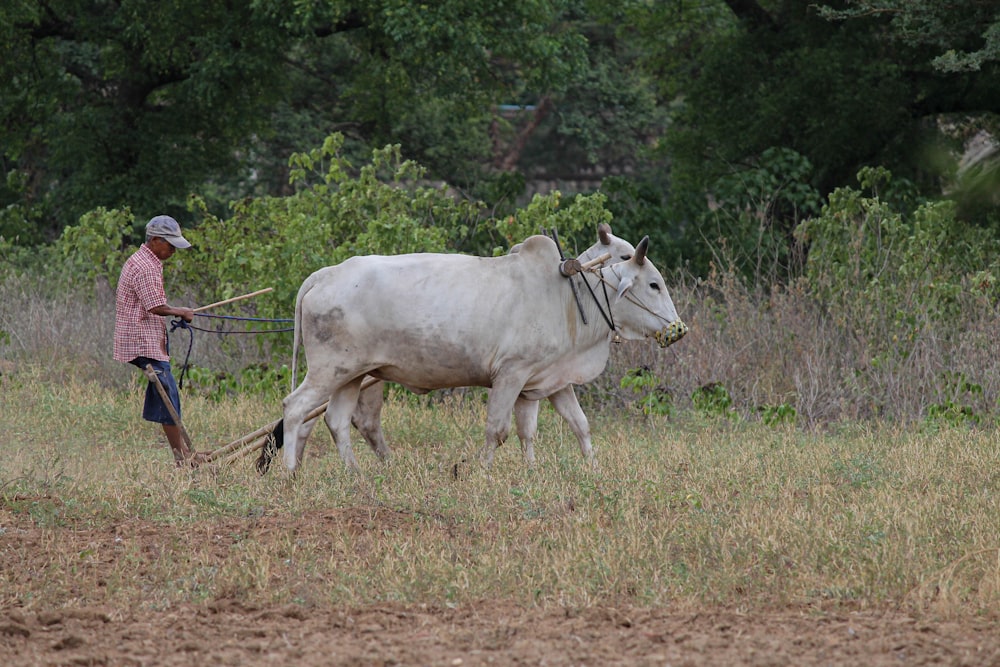 a man plowing a field with two white cows