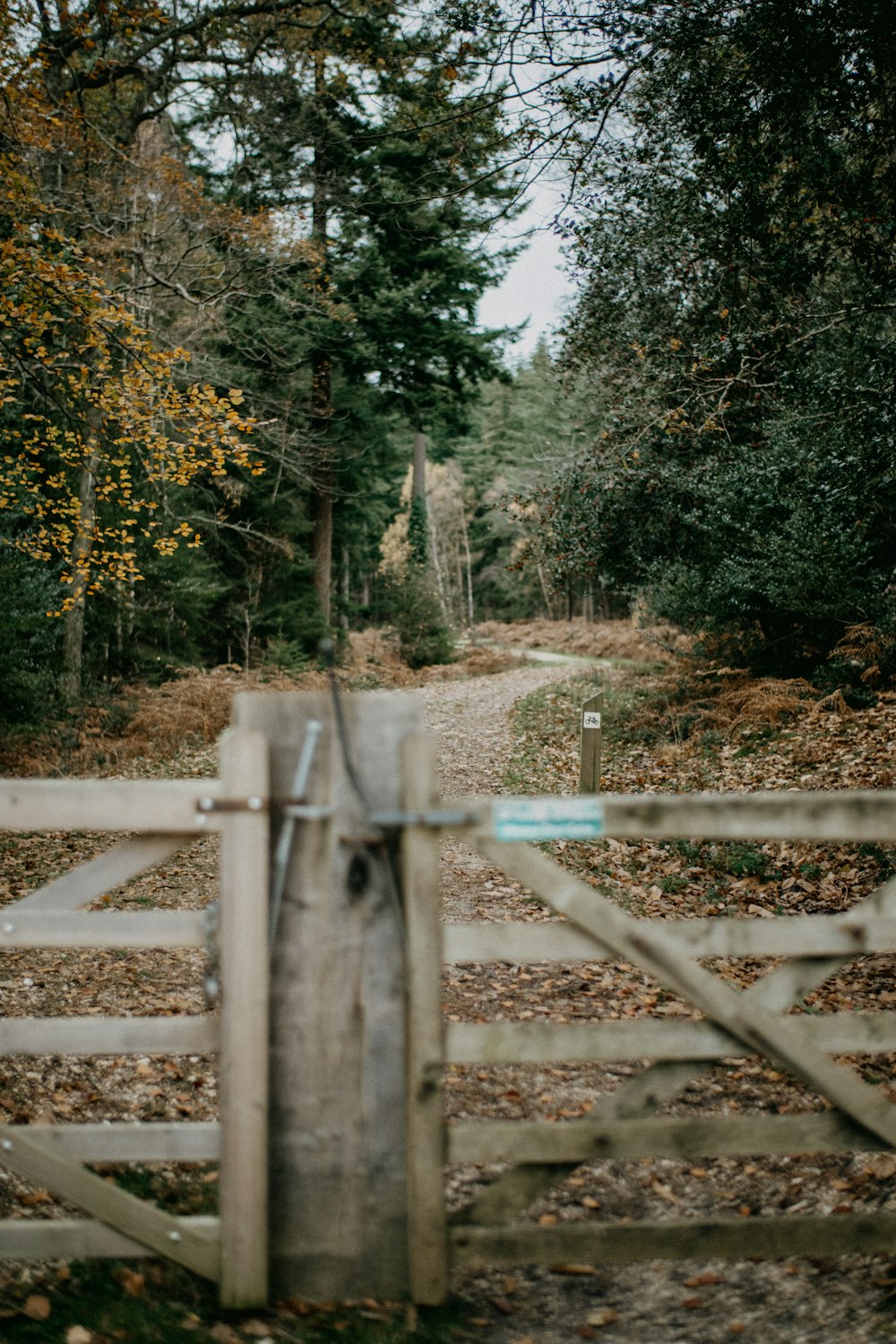 a wooden gate in the middle of a forest