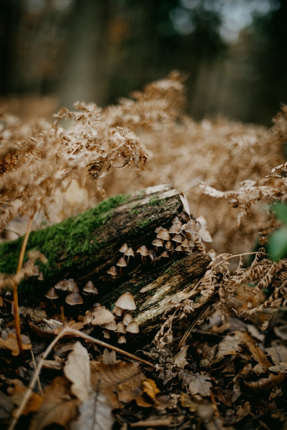 a close up of a log in the woods