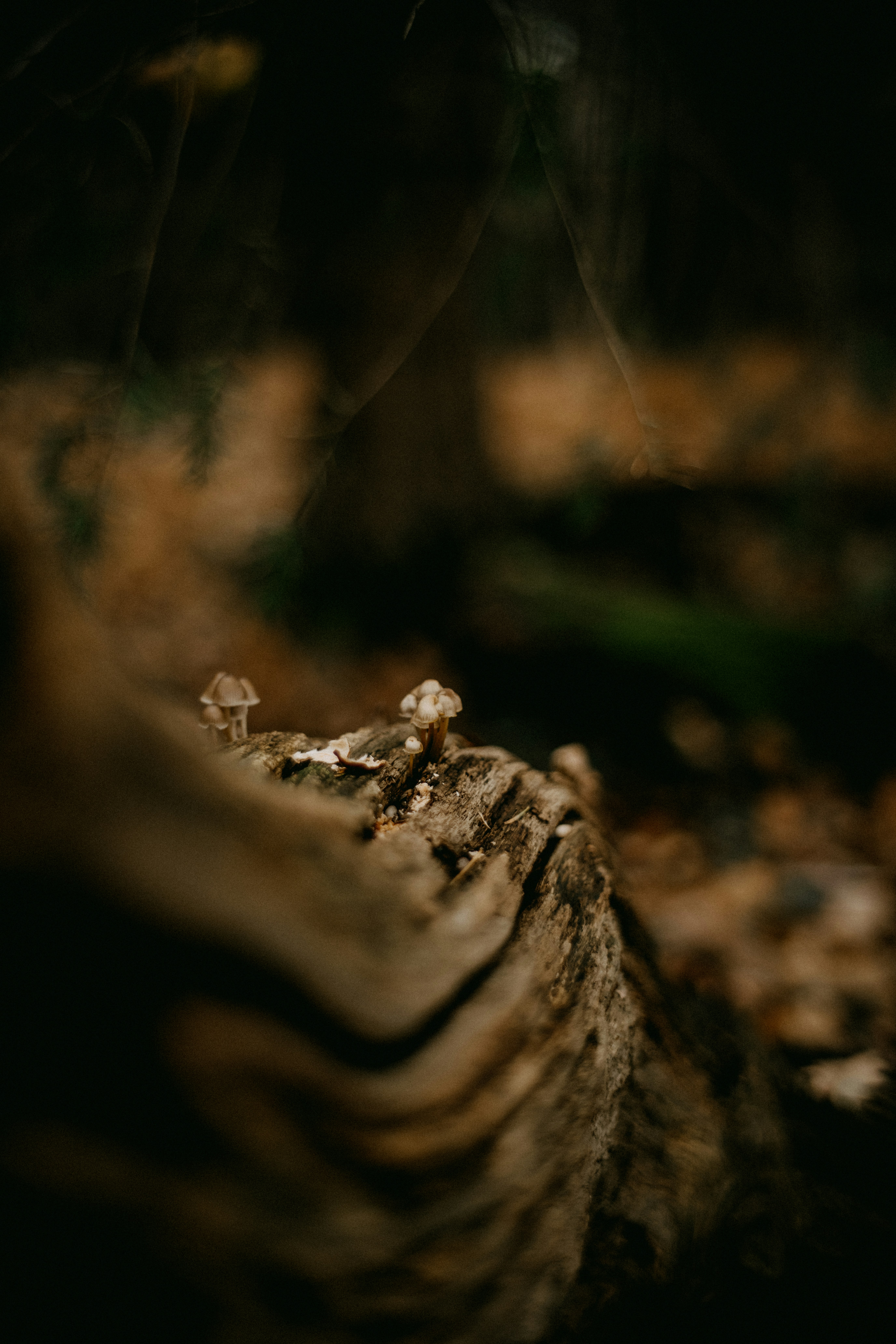 Photo by anniespratt