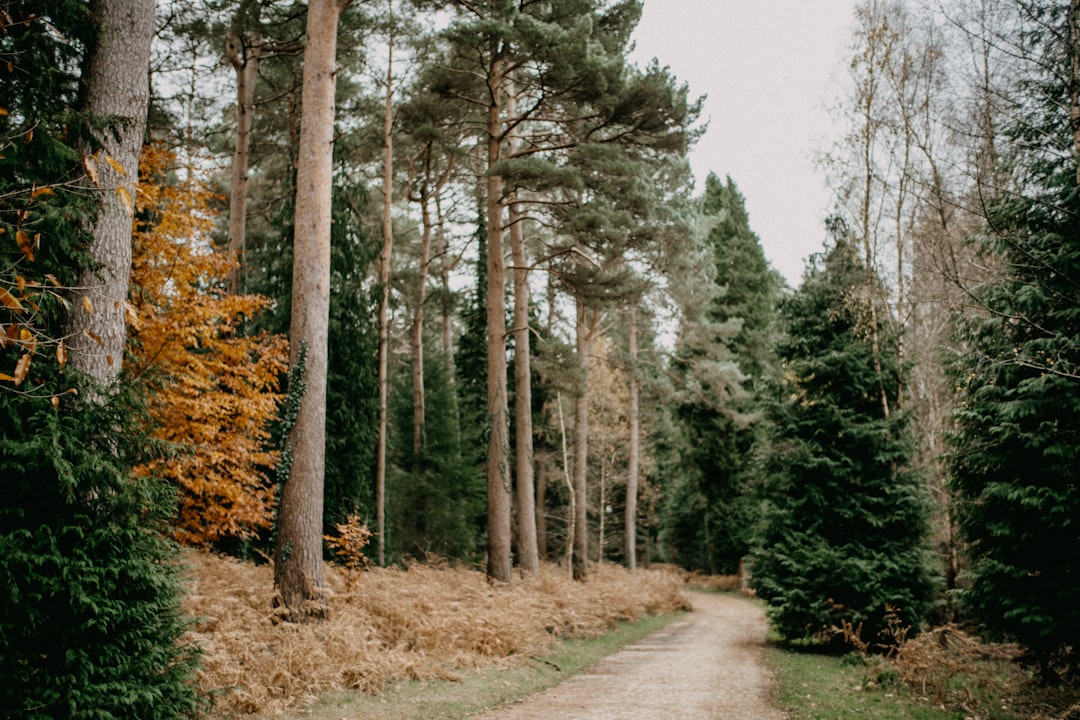 a dirt road in the middle of a forest,