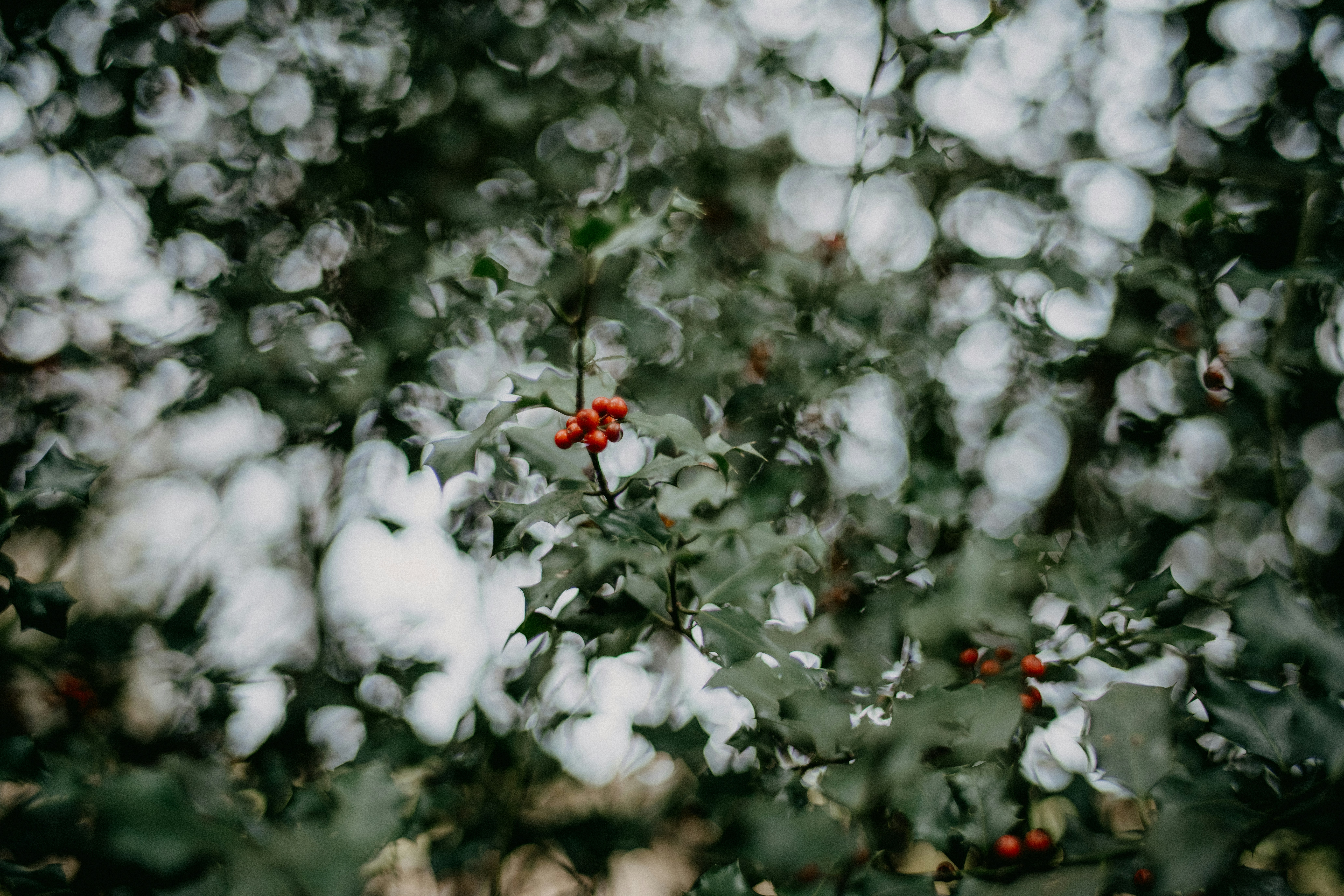 Photo by anniespratt