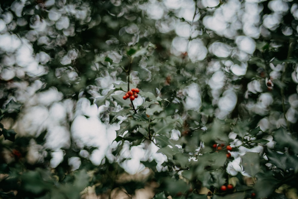 a bush with red berries on it and green leaves