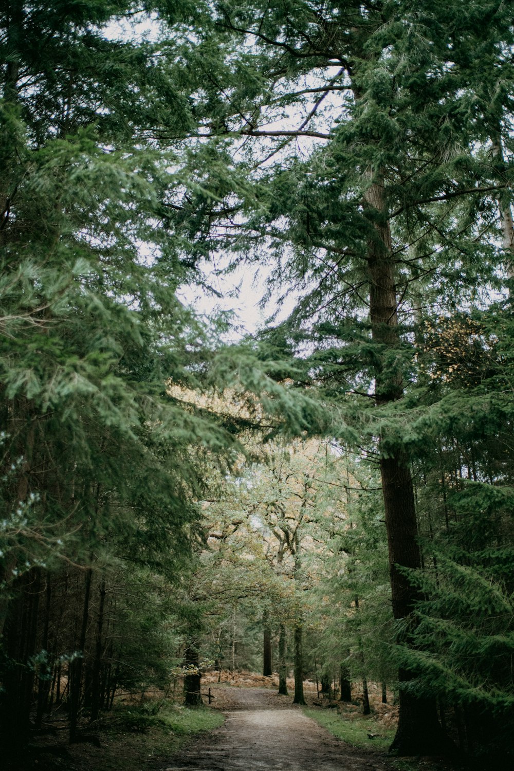 Un chemin de terre au milieu d’une forêt