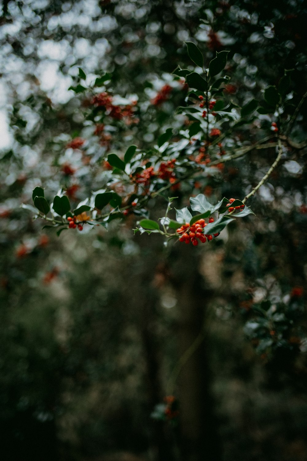 a tree with red berries and green leaves