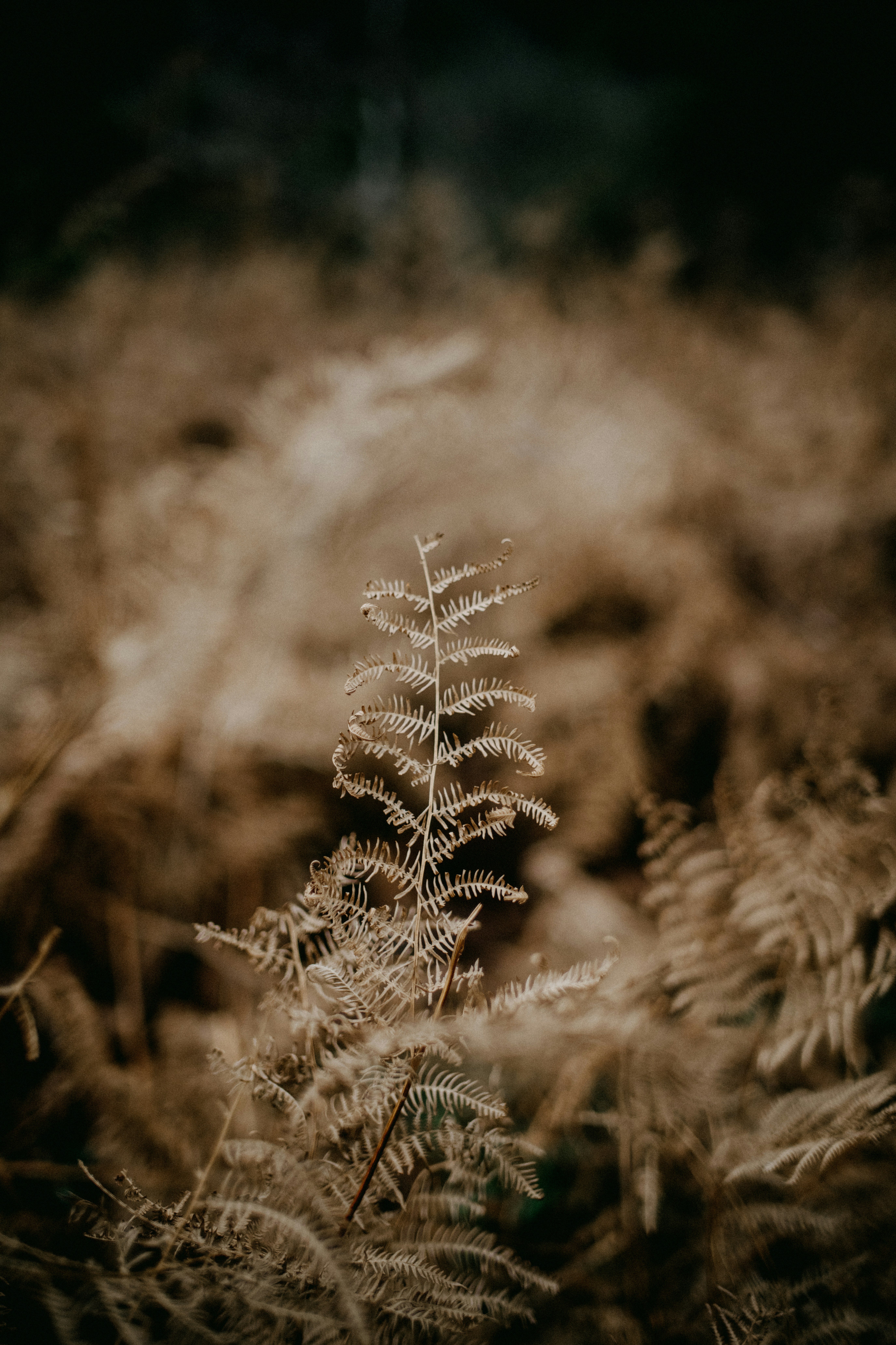 Photo by anniespratt