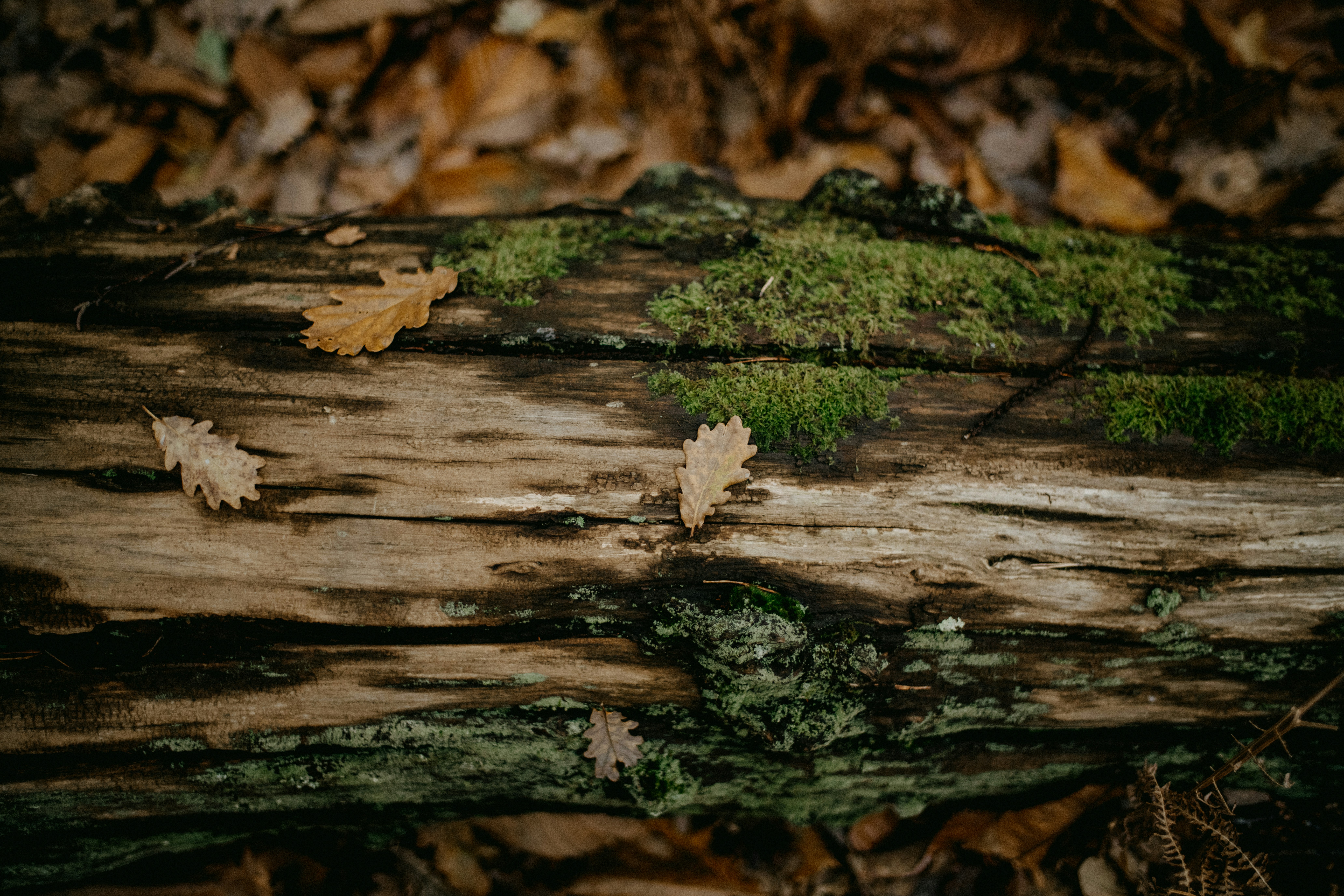 Photo by anniespratt