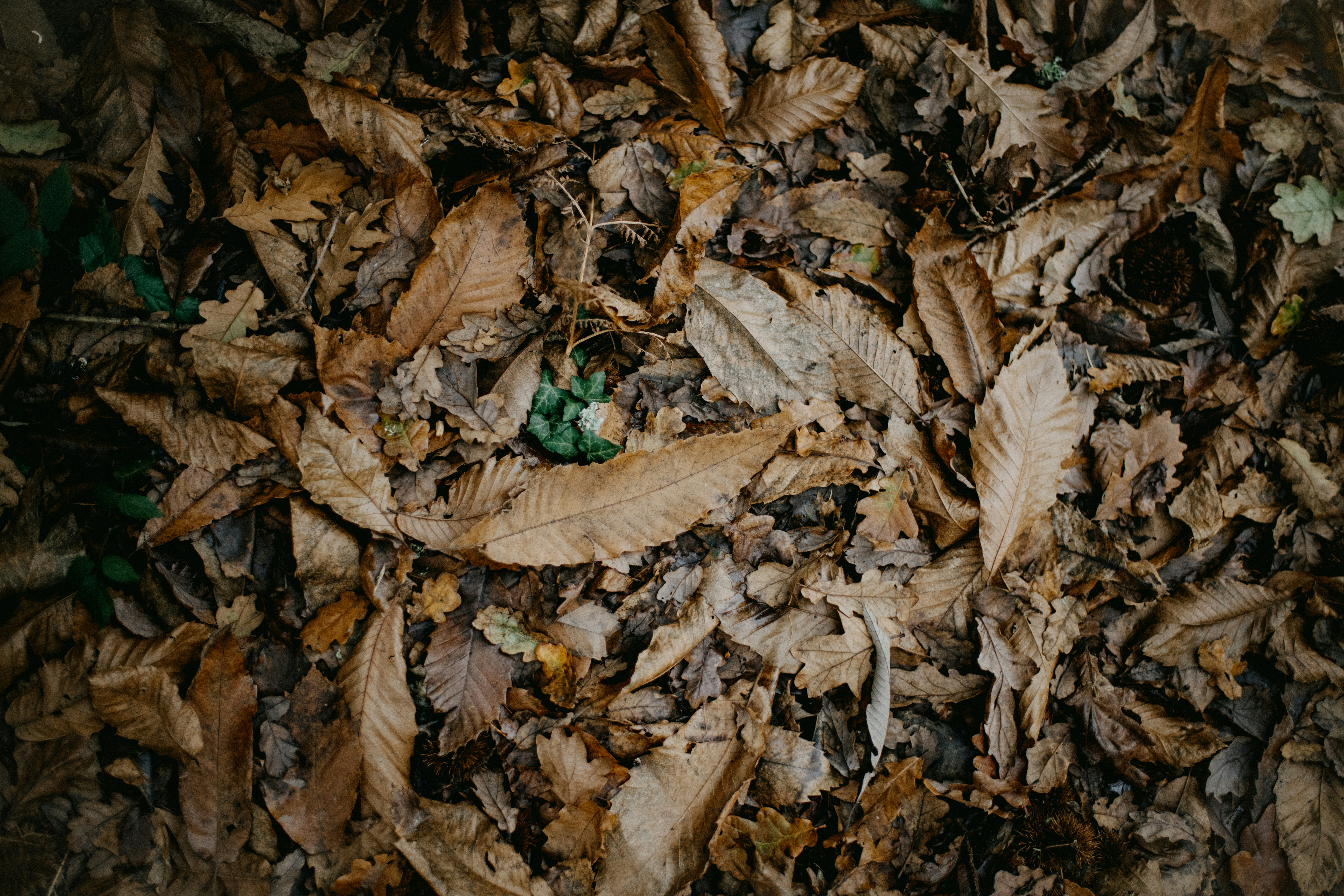 Photo by anniespratt