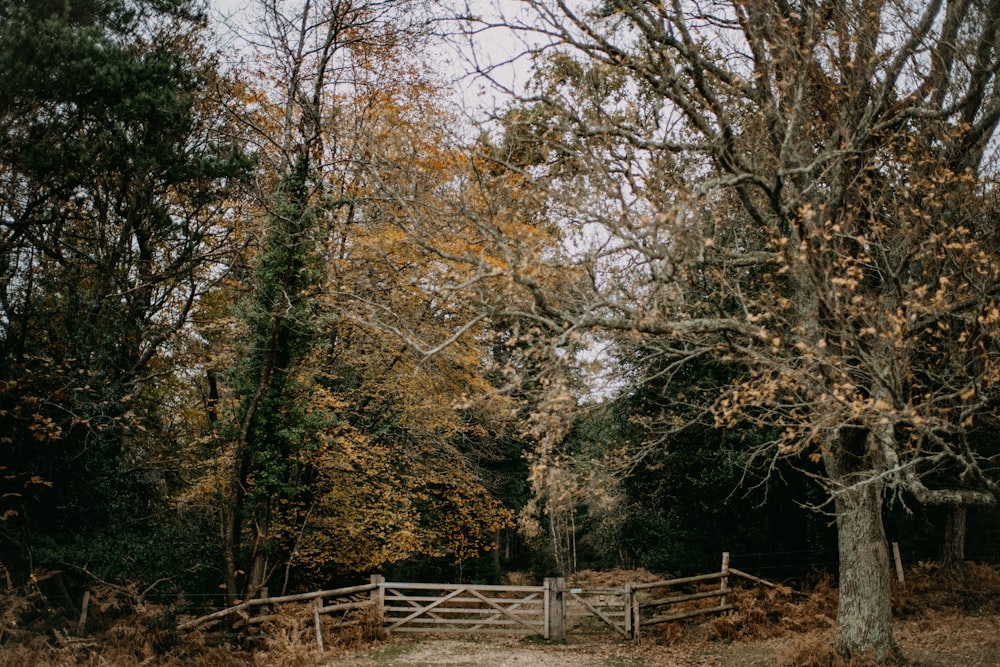 a gate in the middle of a wooded area