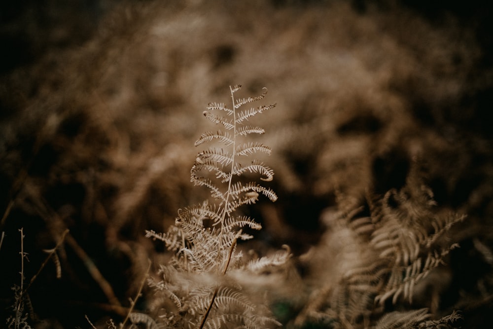 a close up of a plant with a blurry background