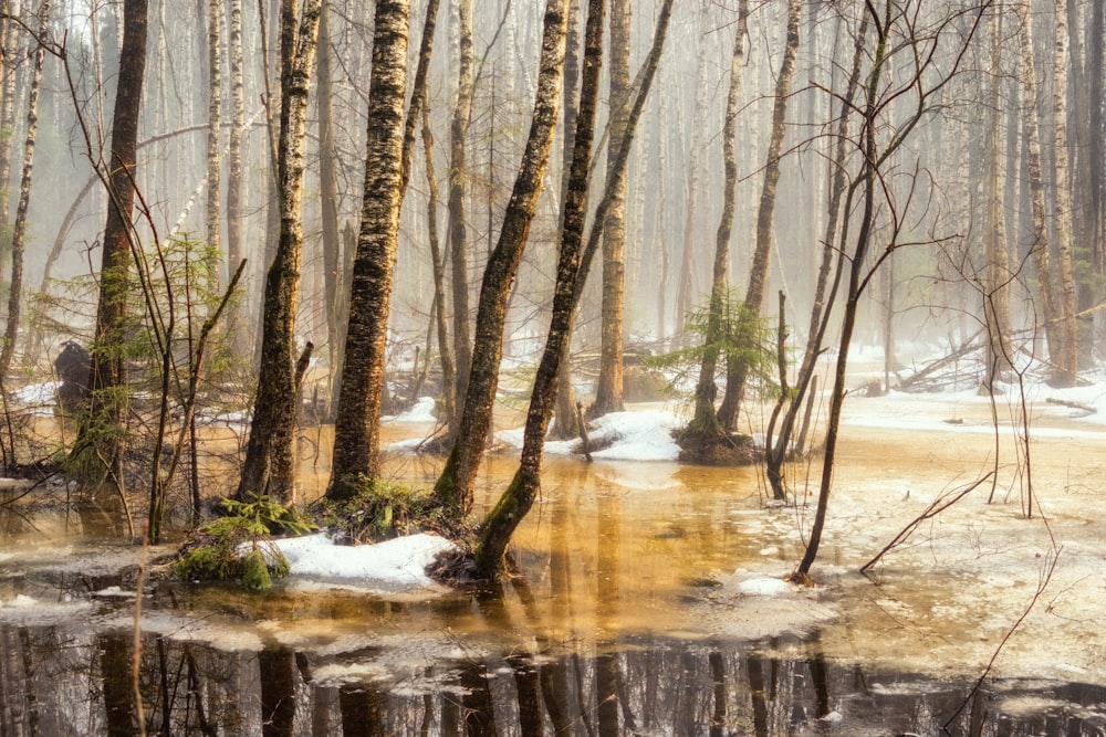 a small pond surrounded by trees in a forest