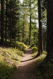 a dirt path in the middle of a forest