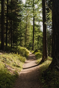 a dirt path in the middle of a forest