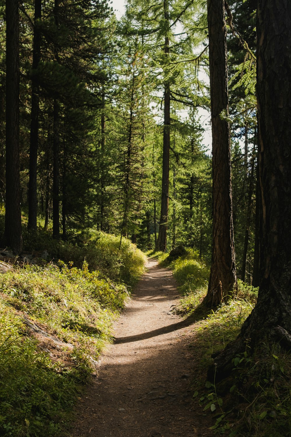 a dirt path in the middle of a forest