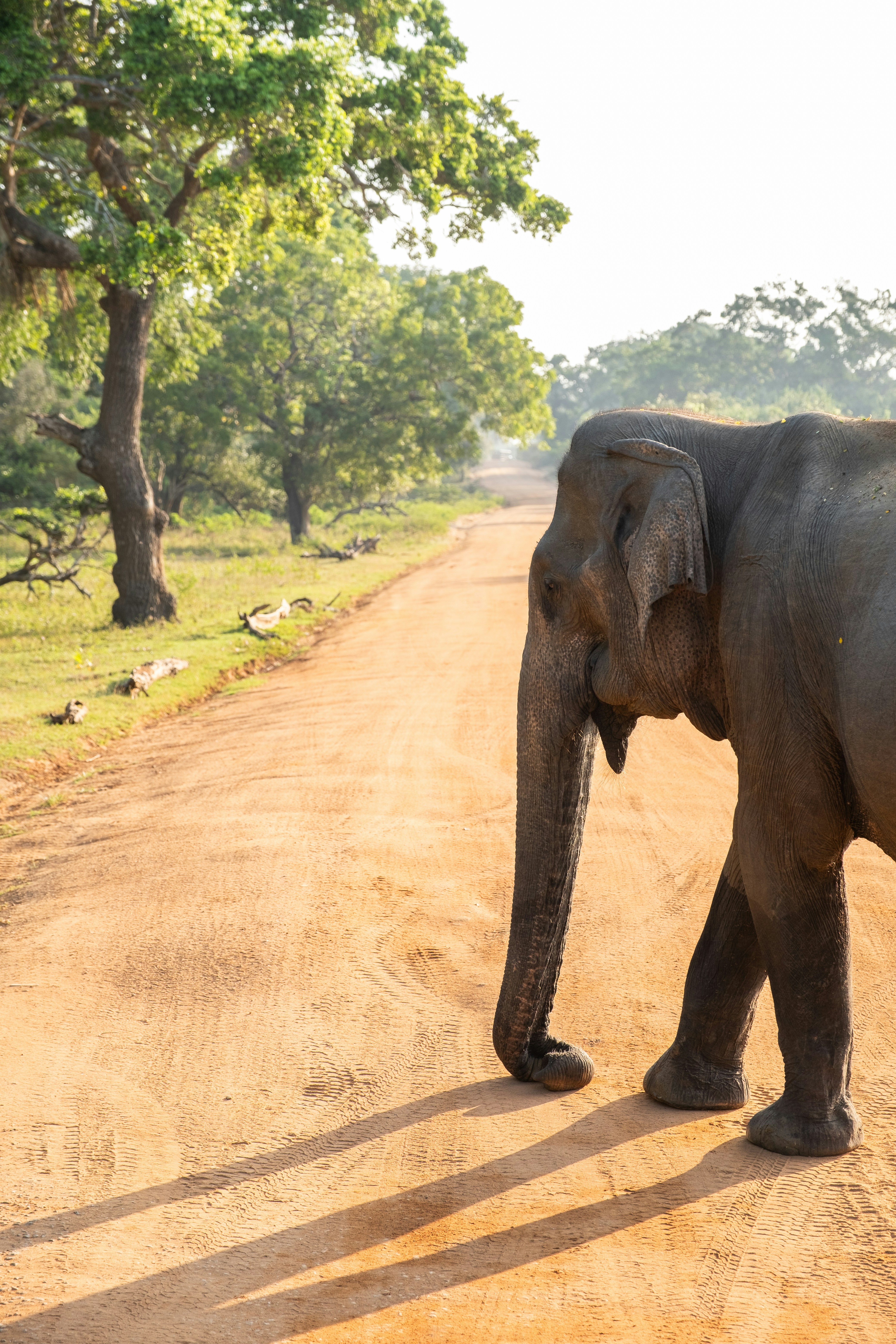 an elephant is walking down a dirt road