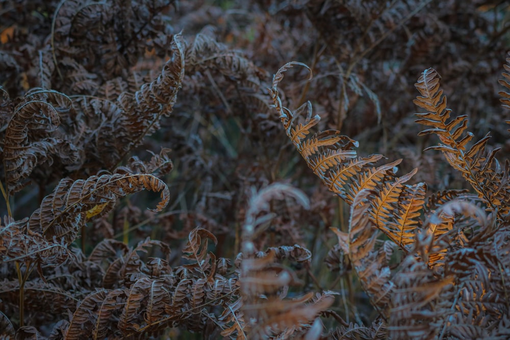 a bunch of plants that are in the grass