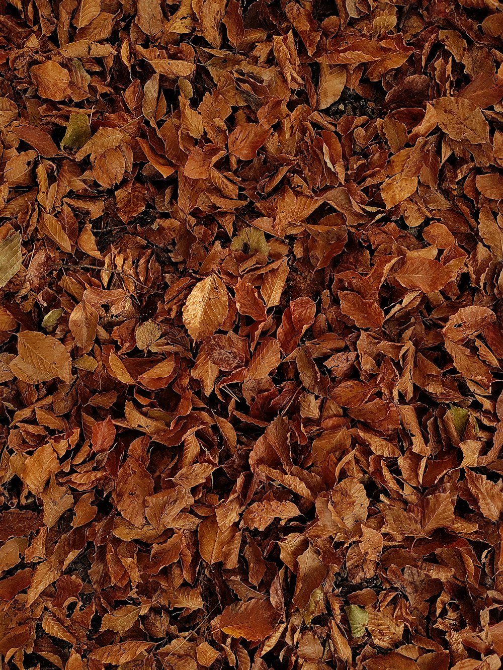 a bunch of leaves that are laying on the ground