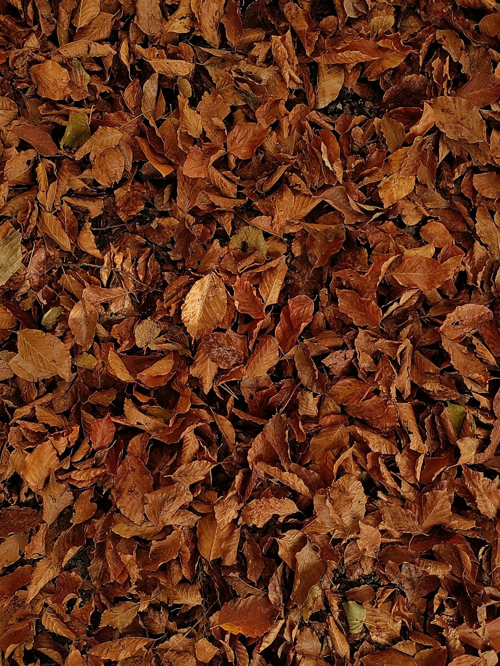 un manojo de hojas que están tiradas en el suelo