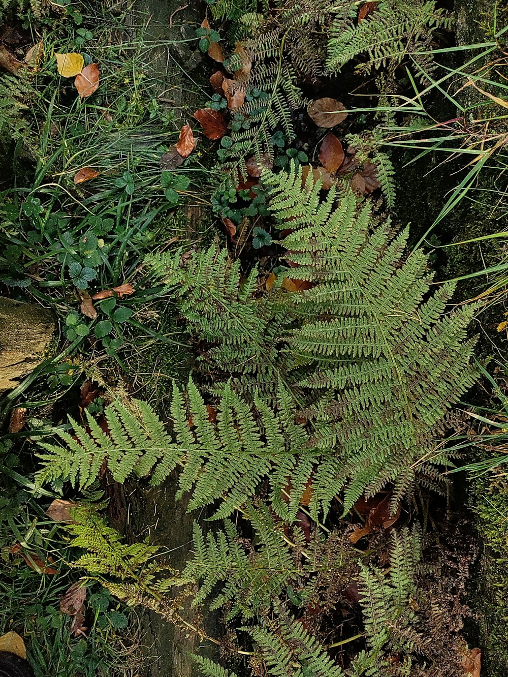 Un primer plano de una planta en el suelo