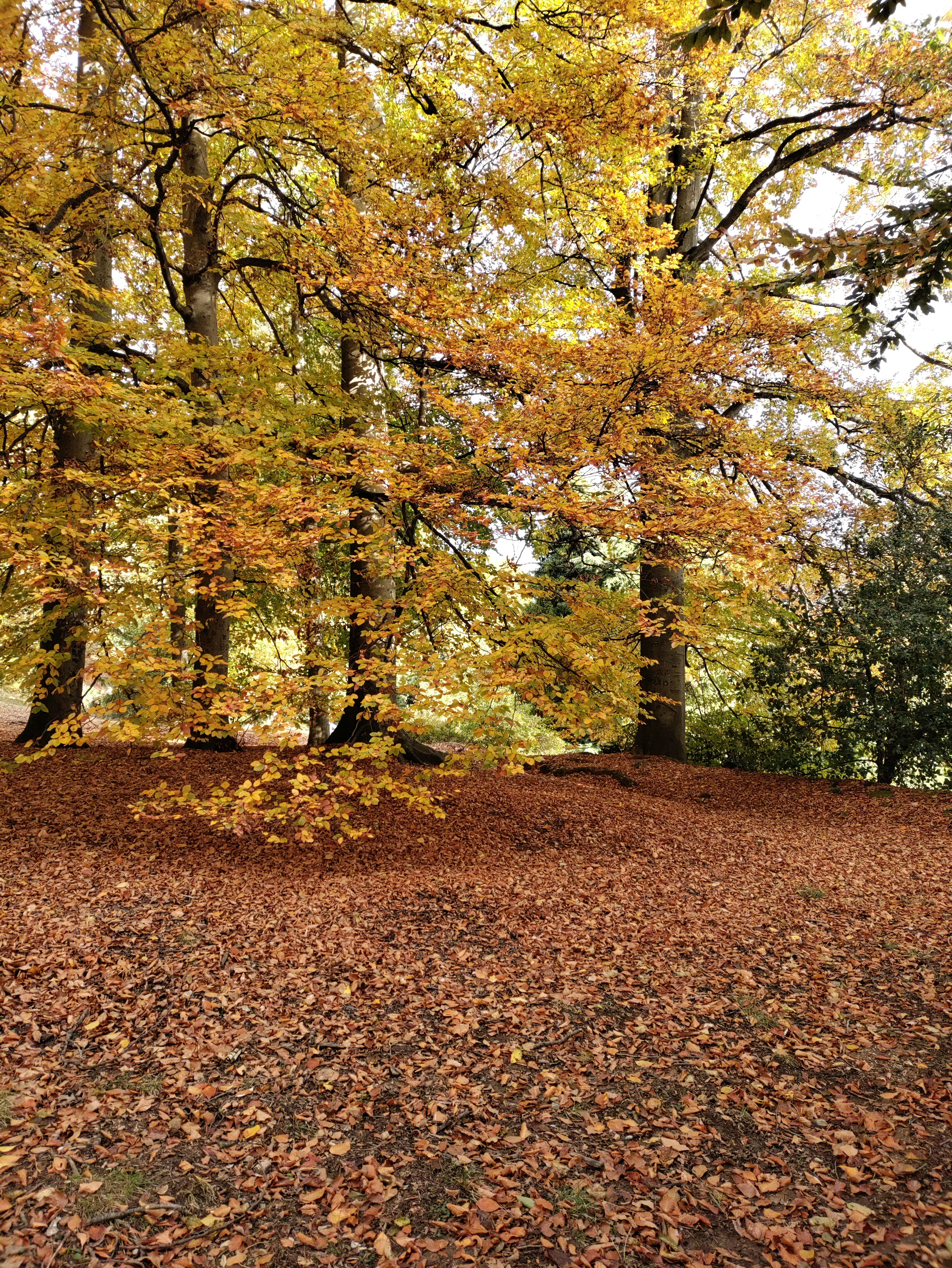 a group of trees with yellow leaves on the ground