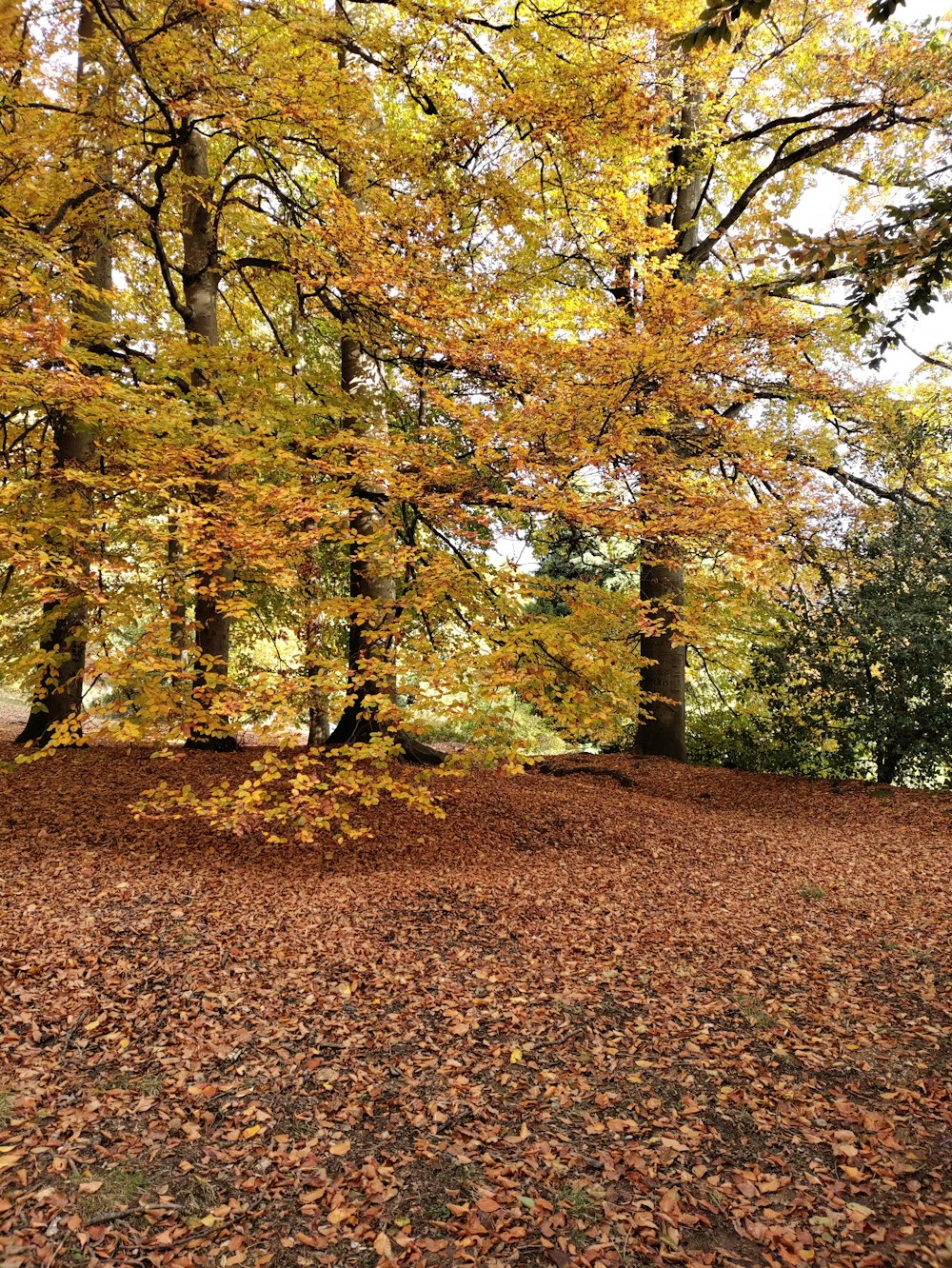 a group of trees with yellow leaves on the ground