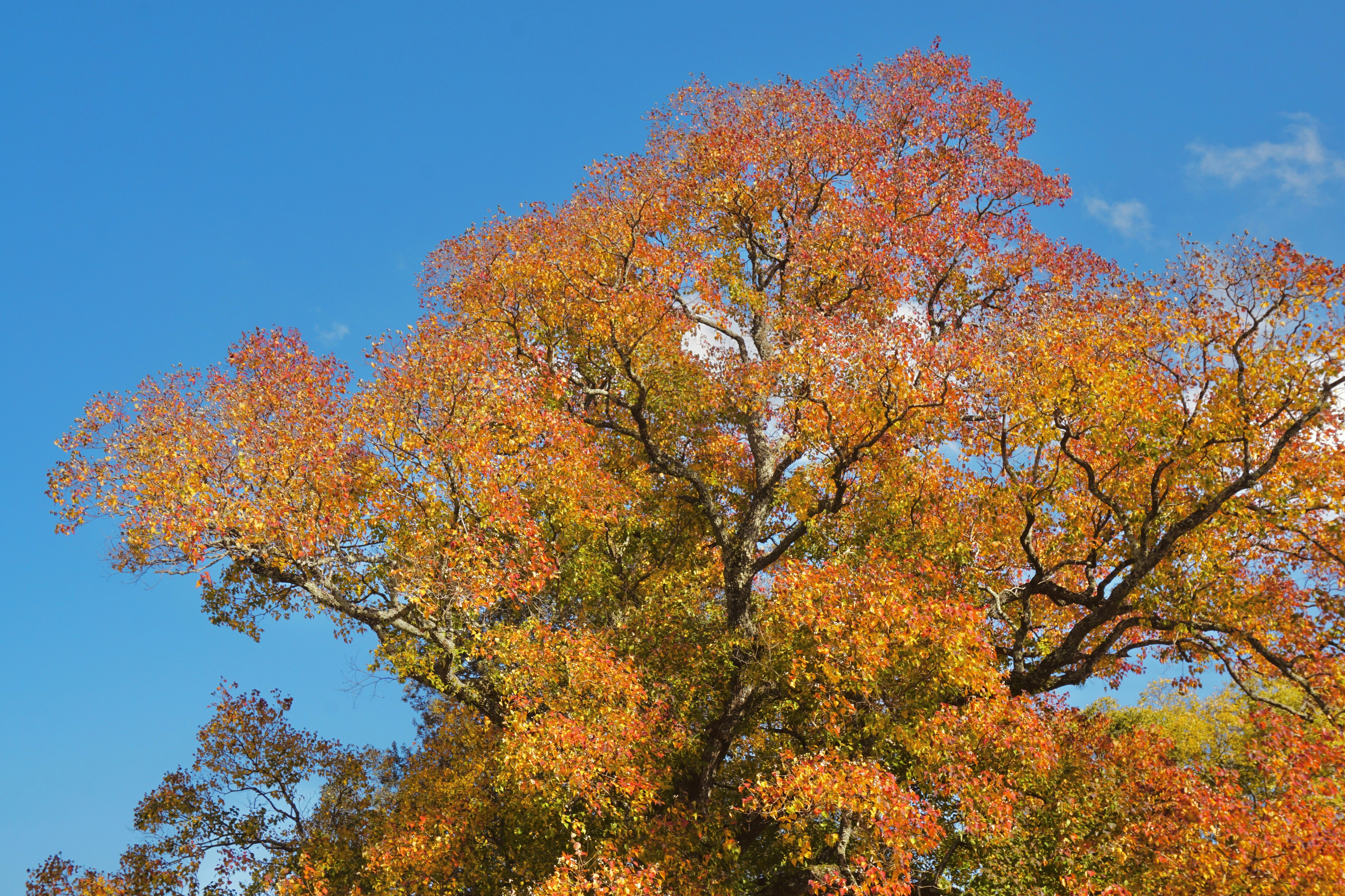 a large tree with lots of leaves on it, 