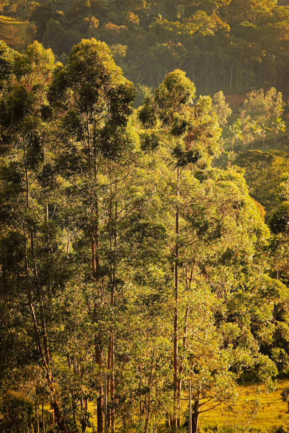 a herd of cattle grazing on a lush green forest