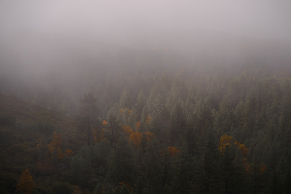 une forêt brumeuse remplie de nombreux arbres