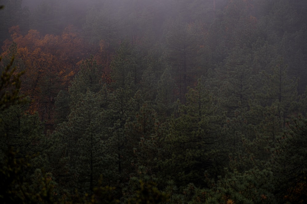 une forêt brumeuse remplie de nombreux arbres