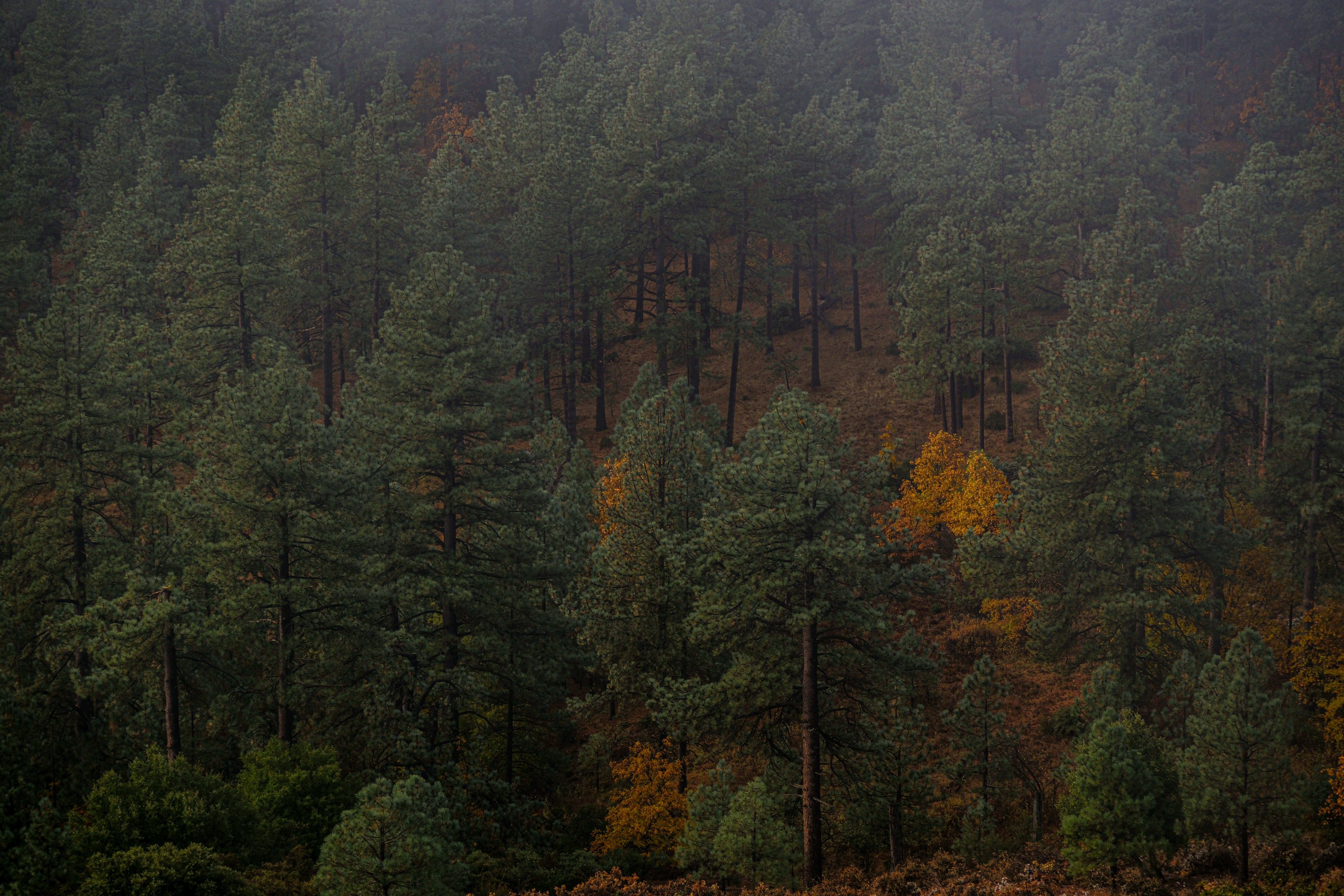 a forest filled with lots of tall green trees