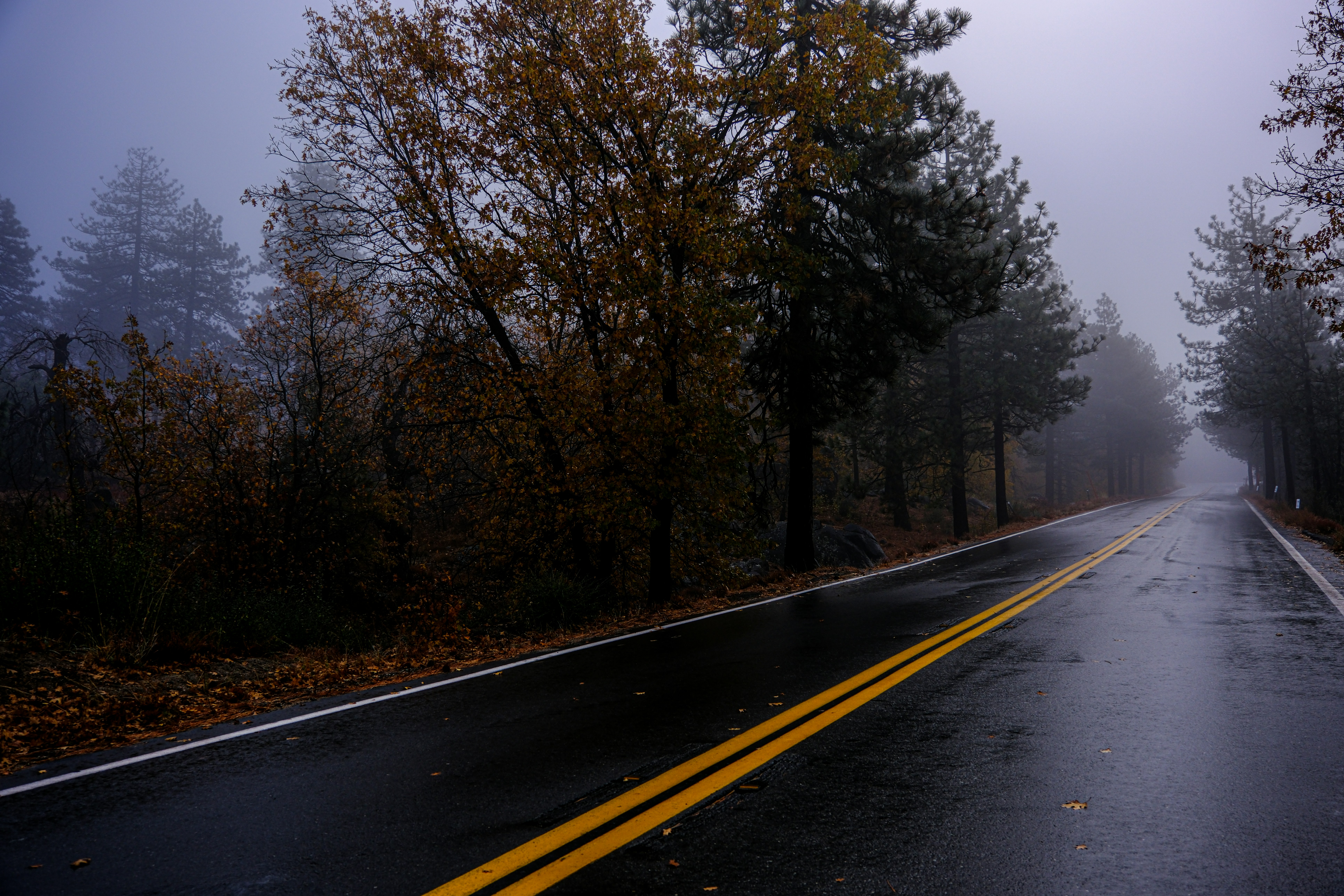 a wet road in the middle of a forest