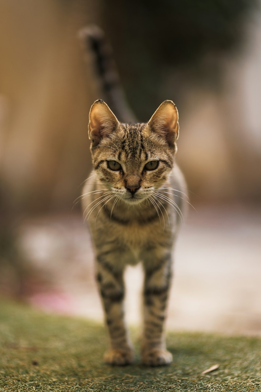 a cat walking across a grass covered field