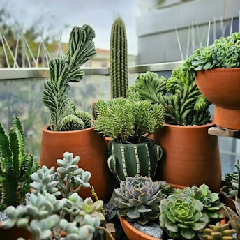 Various potted cacti and succulents are arranged on a balcony or patio, featuring different shapes and textures. The plants are housed in terracotta pots, and there is a glass or transparent barrier in the background allowing a view of blurred buildings and possibly other greenery.