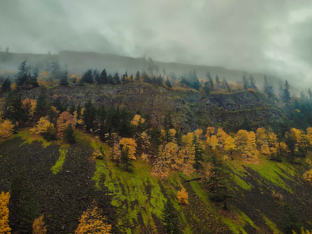 an aerial view of a forest with yellow and green trees